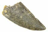 Serrated, Raptor Tooth - Real Dinosaur Tooth #285161-1